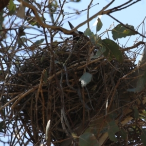 Gymnorhina tibicen at Tharwa, ACT - 19 Sep 2023 11:27 AM