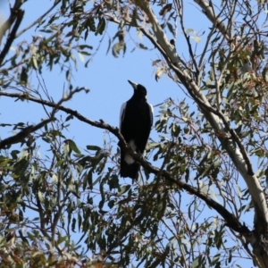 Gymnorhina tibicen at Tharwa, ACT - 19 Sep 2023 11:27 AM