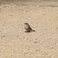 Neochmia temporalis (Red-browed Finch) at Namadgi National Park - 19 Sep 2023 by RodDeb