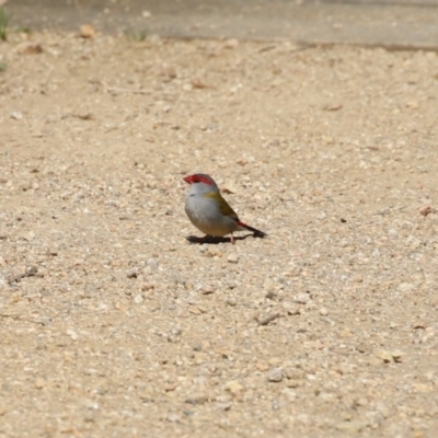 Neochmia temporalis (Red-browed Finch) at Booth, ACT - 19 Sep 2023 by RodDeb