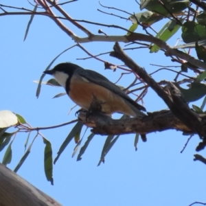 Pachycephala rufiventris at Booth, ACT - 19 Sep 2023 11:09 AM