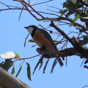 Pachycephala rufiventris at Booth, ACT - 19 Sep 2023