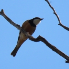 Pachycephala rufiventris at Booth, ACT - 19 Sep 2023