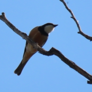 Pachycephala rufiventris at Booth, ACT - 19 Sep 2023 11:09 AM