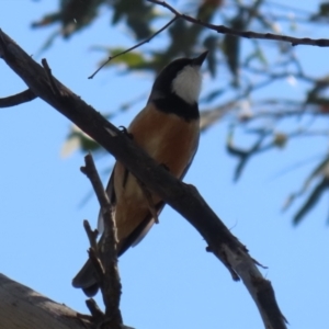 Pachycephala rufiventris at Booth, ACT - 19 Sep 2023 11:09 AM