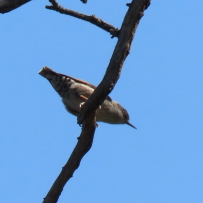 Daphoenositta chrysoptera (Varied Sittella) at Booth, ACT - 19 Sep 2023 by RodDeb