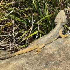 Pogona barbata (Eastern Bearded Dragon) at ANBG - 19 Sep 2023 by HelenCross