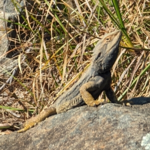 Pogona barbata at Acton, ACT - 19 Sep 2023