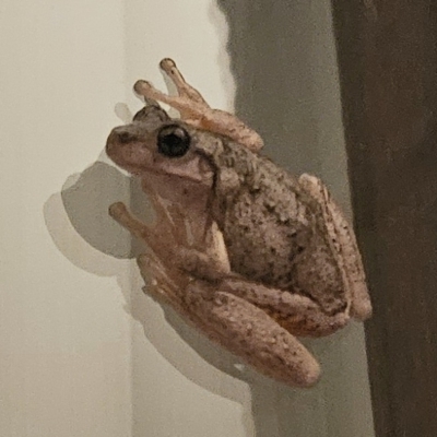 Litoria peronii (Peron's Tree Frog, Emerald Spotted Tree Frog) at Hawker, ACT - 19 Sep 2023 by sangio7