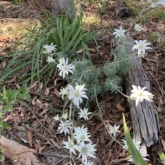 Actinotus helianthi (Flannel Flower) at Salamander Bay, NSW - 19 Sep 2023 by UserKC