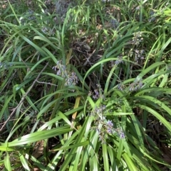 Dianella caerulea (Common Flax Lily) at Salamander Bay, NSW - 20 Sep 2023 by UserKFowGPdG