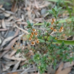Pomax umbellata (A Pomax) at Charleys Forest, NSW - 8 Aug 2023 by arjay