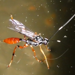 Gotra sp. (genus) at Charleys Forest, NSW - suppressed