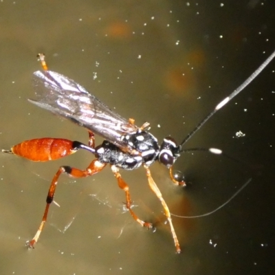 Gotra sp. (genus) (Unidentified Gotra ichneumon wasp) at Mongarlowe River - 26 Aug 2023 by arjay