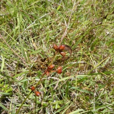 Juncus homalocaulis (A Rush) at Charleys Forest, NSW - 3 Jan 2023 by arjay