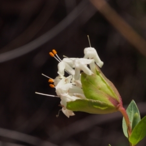 Pimelea linifolia subsp. linifolia at Canberra Central, ACT - 19 Sep 2023