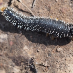 Perga sp. (genus) at Canberra Central, ACT - 19 Sep 2023