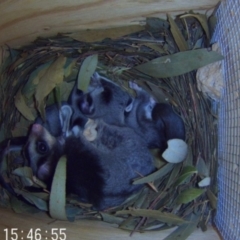 Petaurus norfolcensis (Squirrel Glider) at Wirlinga, NSW - 19 Sep 2023 by AlburyCityEnviros