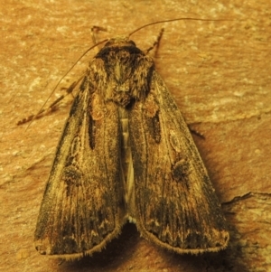 Agrotis munda at Conder, ACT - 15 Sep 2023