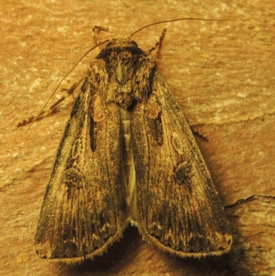 Agrotis munda (Brown Cutworm) at Pollinator-friendly garden Conder - 15 Sep 2023 by michaelb