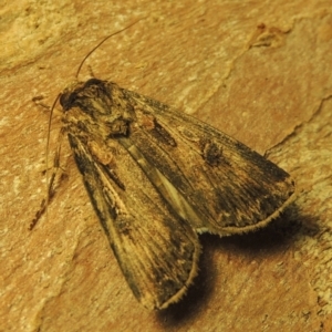 Agrotis munda at Conder, ACT - 15 Sep 2023