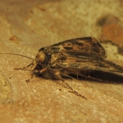 Agrotis munda at Conder, ACT - 15 Sep 2023 10:48 PM