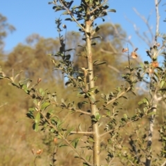 Bursaria spinosa (Native Blackthorn, Sweet Bursaria) at Tuggeranong Hill - 17 Sep 2023 by michaelb