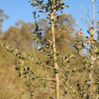 Bursaria spinosa (Native Blackthorn, Sweet Bursaria) at Tuggeranong Hill - 17 Sep 2023 by michaelb