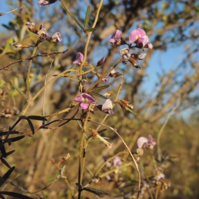 Glycine clandestina (Twining Glycine) at Conder, ACT - 17 Sep 2023 by MichaelBedingfield