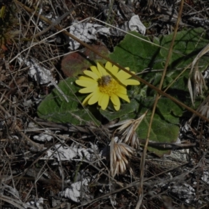 Cymbonotus sp. (preissianus or lawsonianus) at Rendezvous Creek, ACT - 18 Sep 2023 12:28 PM