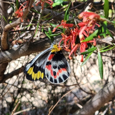 Delias harpalyce (Imperial Jezebel) at Cotter Reserve - 20 Sep 2023 by NathanaelC