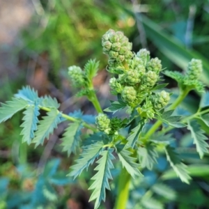 Sanguisorba minor at Lyneham, ACT - 20 Sep 2023