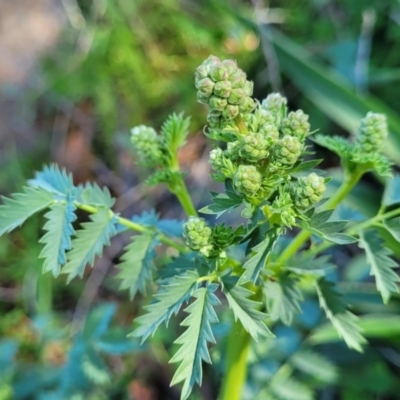 Sanguisorba minor (Salad Burnet, Sheep's Burnet) at Lyneham, ACT - 20 Sep 2023 by trevorpreston