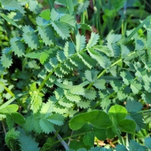 Sanguisorba minor at Lyneham, ACT - 20 Sep 2023