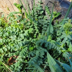 Sanguisorba minor at Lyneham, ACT - 20 Sep 2023