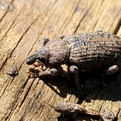 Listroderes difficilis at Lyneham Wetland - 20 Sep 2023 by trevorpreston