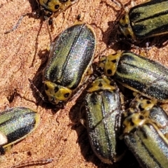 Xanthogaleruca luteola (Elm leaf beetle) at City Renewal Authority Area - 20 Sep 2023 by trevorpreston