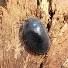 Pterohelaeus sp. (genus) (Pie-dish beetle) at Lyneham Wetland - 20 Sep 2023 by trevorpreston