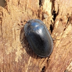 Pterohelaeus striatopunctatus (Darkling beetle) at Lyneham, ACT - 20 Sep 2023 by trevorpreston