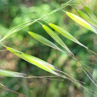 Avena barbata (Bearded Oat) at Lyneham Wetland - 20 Sep 2023 by trevorpreston