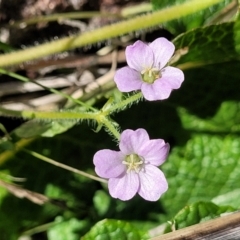 Geranium solanderi var. solanderi (Native Geranium) at Lyneham Wetland - 20 Sep 2023 by trevorpreston