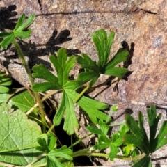 Geranium solanderi var. solanderi at Lyneham, ACT - 20 Sep 2023