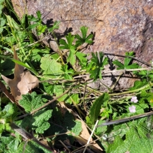 Geranium solanderi var. solanderi at Lyneham, ACT - 20 Sep 2023