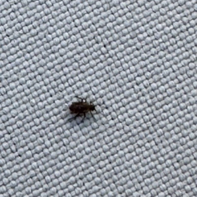 Unverified Other insect at Barton, ACT - 20 Sep 2023 by CathyKatie