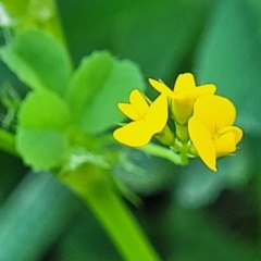 Medicago polymorpha (Burr Medic) at Lyneham, ACT - 20 Sep 2023 by trevorpreston