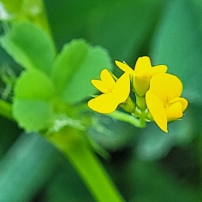 Medicago polymorpha (Burr Medic) at City Renewal Authority Area - 20 Sep 2023 by trevorpreston