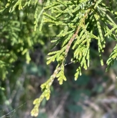 Cupressus sp. (A Cypress) at Bruce, ACT - 20 Sep 2023 by JVR