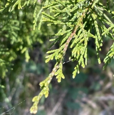 Cupressus sp. at Bruce Ridge to Gossan Hill - 20 Sep 2023 by JVR