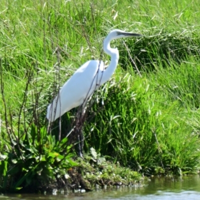 Ardea alba (Great Egret) at Jerrabomberra Wetlands - 19 Sep 2023 by Thurstan