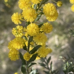 Acacia paradoxa at Majura, ACT - 18 Sep 2023